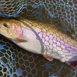 フライメインでルアーを少し ～岡崎トラウトポンド～